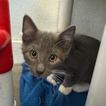 Thumbnail photo of Calista #2