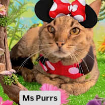 Thumbnail photo of Ms Purrs at Martinez Pet Food Express  Jan 3rd #2
