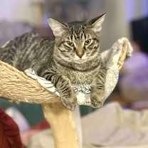 Thumbnail photo of T'eo #2