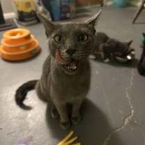 Thumbnail photo of Siva #2