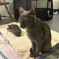 Thumbnail photo of Siva #4