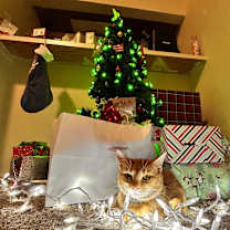 Thumbnail photo of Nala #3