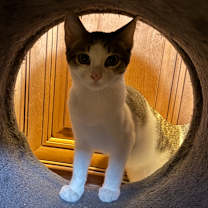 Thumbnail photo of Oliver #2