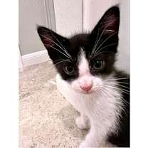 Thumbnail photo of Rock Candy 20 #3