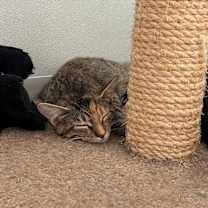 adopt-pet