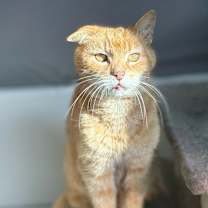 Thumbnail photo of Baloo #2