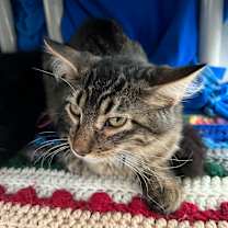 adopt-pet
