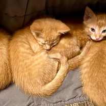 Thumbnail photo of Sunshine #2