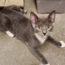 Thumbnail photo of Daphne #1