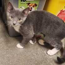 Thumbnail photo of Daphne #2