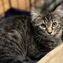 Thumbnail photo of Benjamin #2