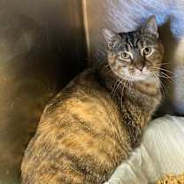 Thumbnail photo of Pearl #1