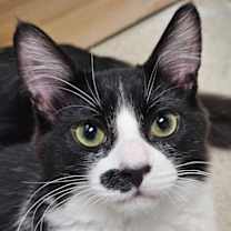 Thumbnail photo of Finn 4774 #3