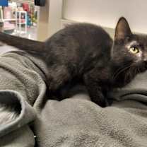 Thumbnail photo of B.C. #1