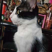 Thumbnail photo of Mama #4