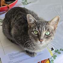 Thumbnail photo of Shadow #1