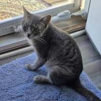 Thumbnail photo of Shadow #2