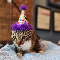 Thumbnail photo of Trout #3