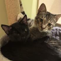 Thumbnail photo of Trout #4