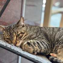 Thumbnail photo of Trout #2