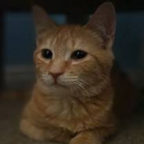 Thumbnail photo of C275 Litter Steve the Magical Cheese Wizard #2