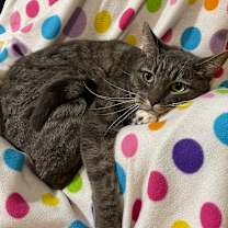 Thumbnail photo of GROOT #2