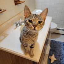 Thumbnail photo of Tiger Lil #1