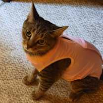 Thumbnail photo of Tiger Lil #2