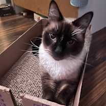 Thumbnail photo of Luna #1