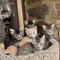 Thumbnail photo of Isla #2