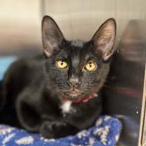 Thumbnail photo of Wilder #2