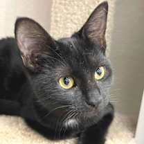 Thumbnail photo of May & Sonic C Norris BONDED PAIR #1