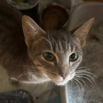 Thumbnail photo of Harlequin #4