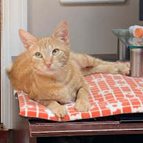 Thumbnail photo of Marge #1