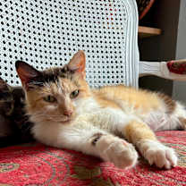 Thumbnail photo of Mama Fratelli #3