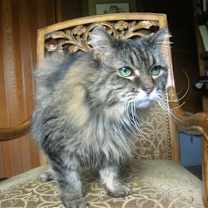 Thumbnail photo of OH-Mr. Bean (MCR) #2