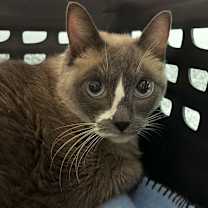 Thumbnail photo of Elvira #2