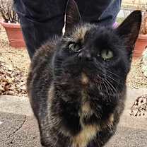 Thumbnail photo of Sable #2