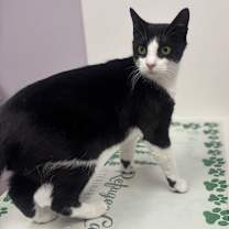 Thumbnail photo of Slash #3