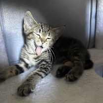 Thumbnail photo of Soup #1