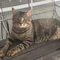 Thumbnail photo of Thumper #2