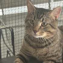 Thumbnail photo of Thumper #3