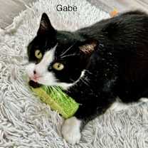 Thumbnail photo of Gabe #4