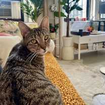 Thumbnail photo of Venus #2