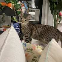 Thumbnail photo of Venus #3