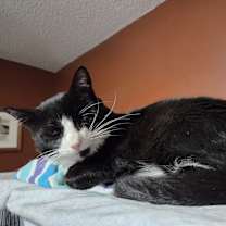 Thumbnail photo of Huckleberry #2