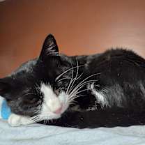 Thumbnail photo of Huckleberry #4