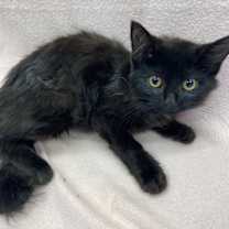 Thumbnail photo of Dilly Dolly #3