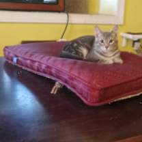 Thumbnail photo of Forrest #1