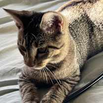 adopt-pet